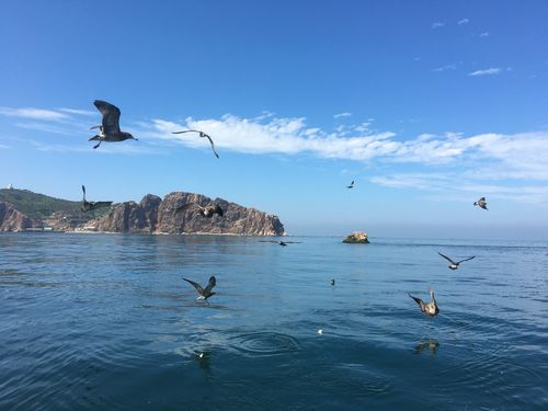 威海海驴岛风景区，山东威海海驴岛门票？-第4张图片-考拉百科